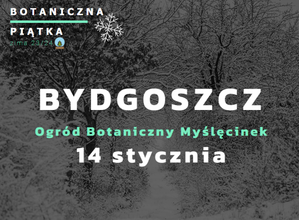 Botaniczna Piątka Bydgoszcz - edycja zimowa